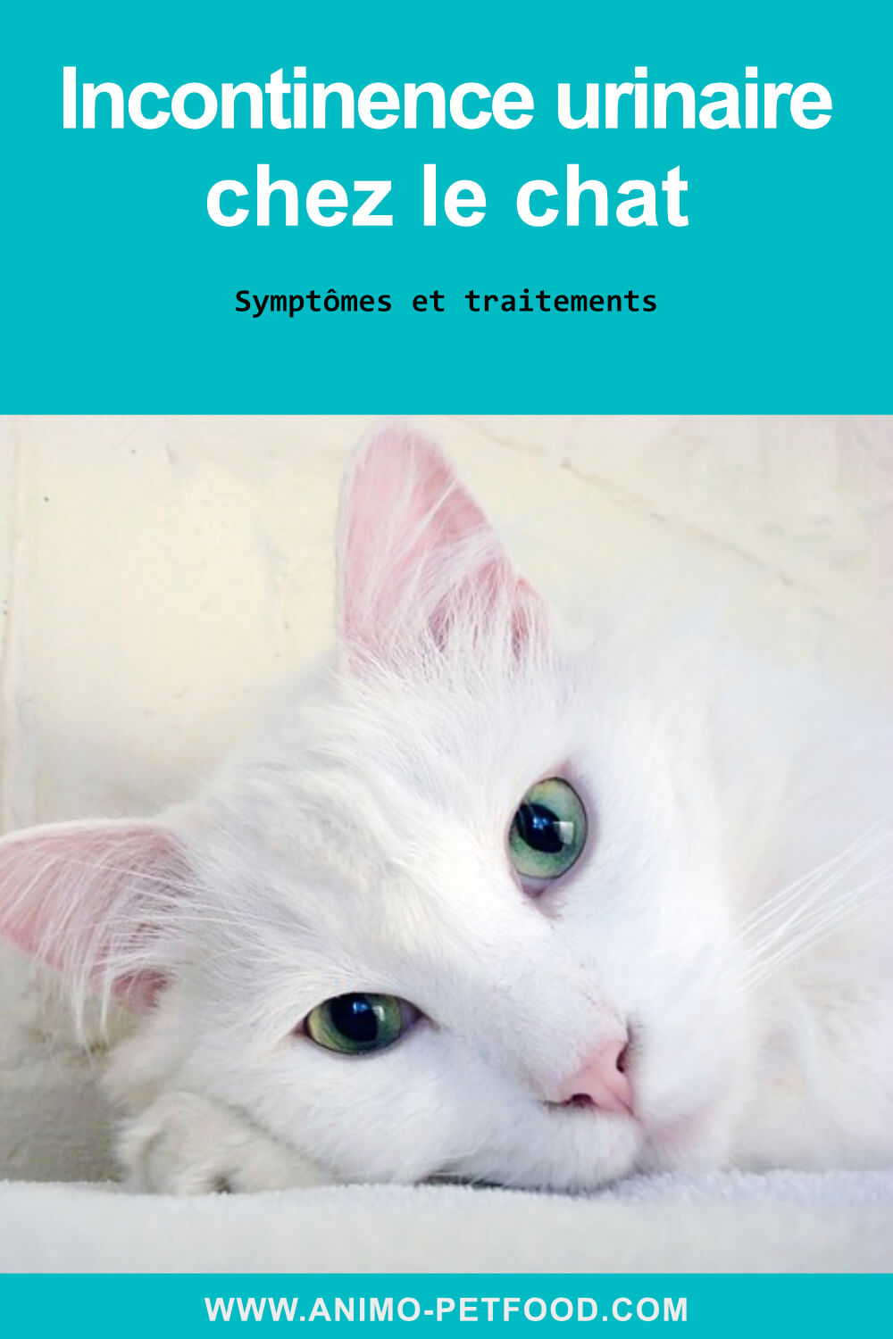 incontinence urinaire chez le chat-symptômes incontinence chat - traitement incontinence chat -diabète félin-infection des voies urinaires chat- maladie rénale chat